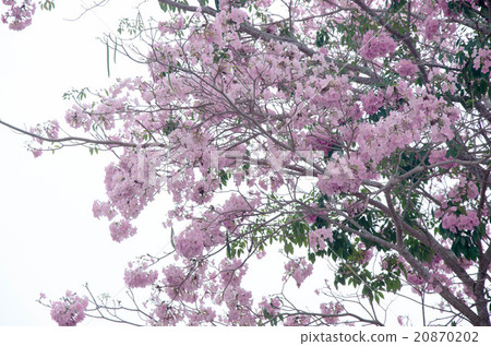 Pantip pink flowers 20870202