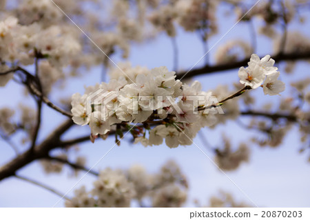 Cherry Blossoms	 20870203