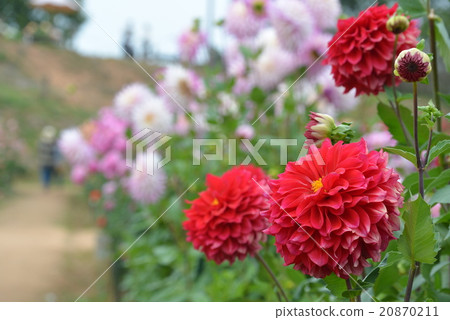 Fall of Sera Plateau 20870211