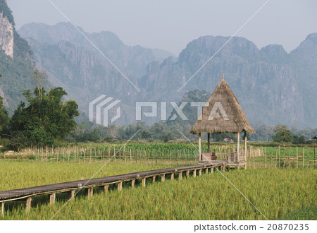 Rice fields farm with hut at Laos 20870235