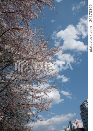 札幌市大通公園的櫻花 札幌市大通公園的櫻花 20870506