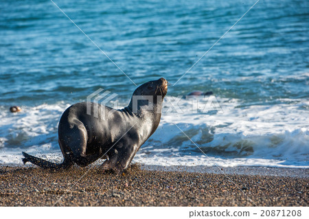 sea lion on the beach in Patagonia 20871208