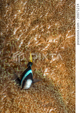 Clown fish portrait inside anemone 20871214