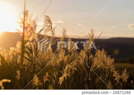 Grass in backlight Grass in backlight 20871266