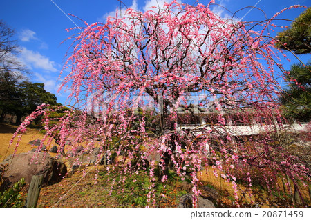 別府的垂枝梅和藍天 別府的垂枝梅和藍天 20871459