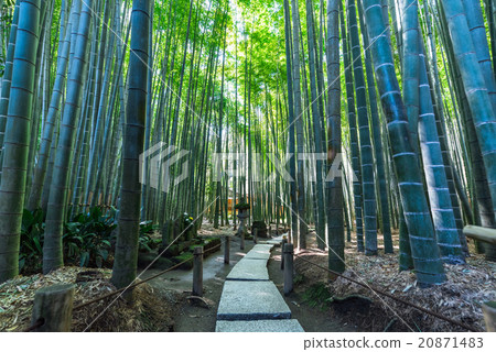 鎌倉Jogokuji竹林 鎌倉Jogokuji竹林 20871483