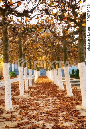 Pathway through the park Pathway through the park 20871676