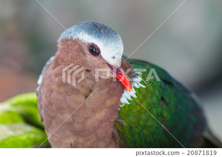 Emerald dove or Green Pigeon 20871819