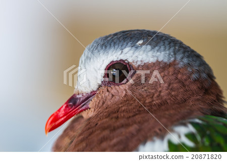 Emerald dove or Green Pigeon Emerald dove or Green Pigeon 20871820