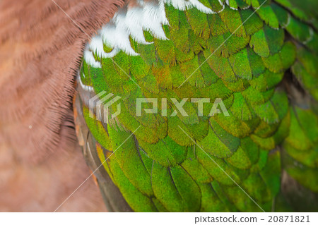 close up Emerald dove feathers close up Emerald dove feathers 20871821
