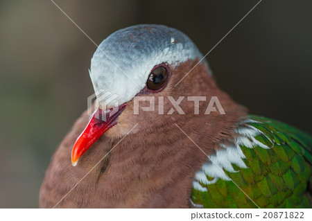Emerald dove or Green Pigeon 20871822