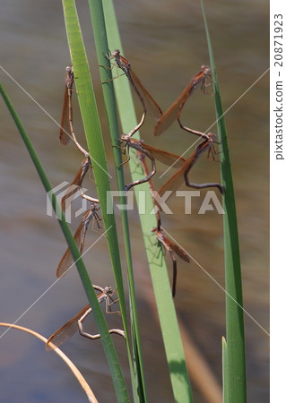 Otsunomembo集團產卵 Otsunomembo集團產卵 20871923