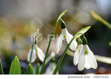Snowdrop早春花 20872410