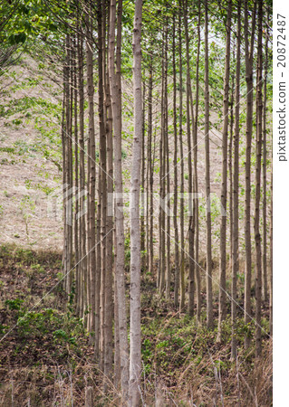 anthocephalus chinensis tree 20872487