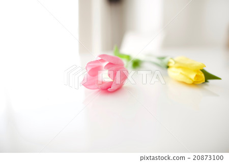 Tulip at the table Tulip at the table 20873100