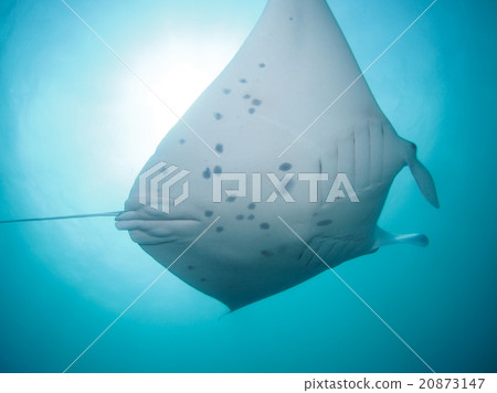 Manta Manta 20873147