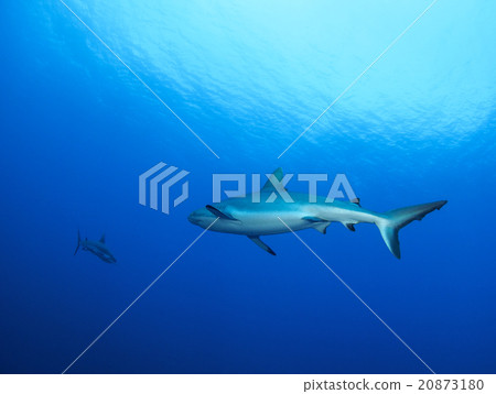Shark's shark Shark's shark 20873180