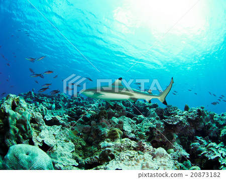 Shark's shark Shark's shark 20873182