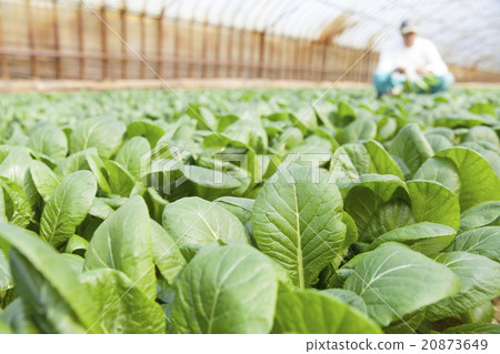 Komatsuna農民 Komatsuna農民 20873649