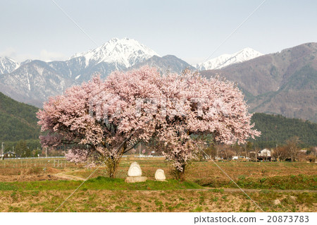 Azumino Tsuneyodo and cherry blossoms 20873783