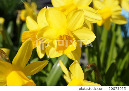 Titatita Mini Narcissus Tetate 20873935