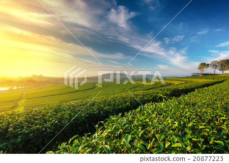 green tea plantation landscape view in morning, green tea plantation landscape view in morning, 20877223