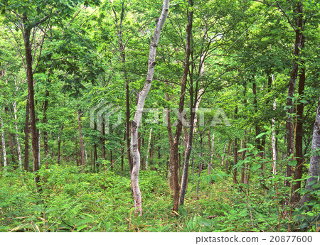 Plateau of early summer Plateau of early summer 20877600