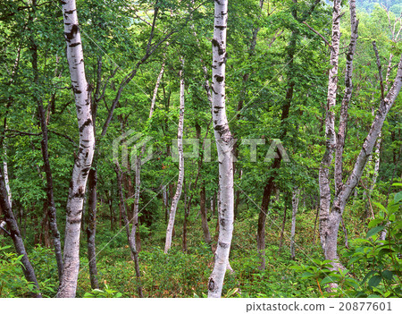 Plateau of early summer Plateau of early summer 20877601