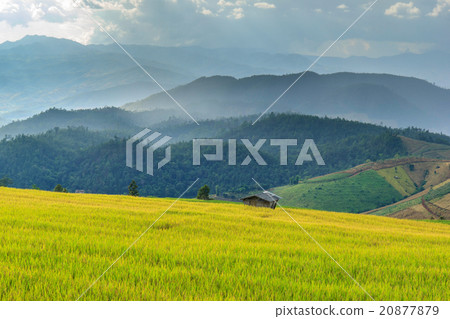 Green Terraced Rice Field in Pa Pong Pieng Green Terraced Rice Field in Pa Pong Pieng 20877879