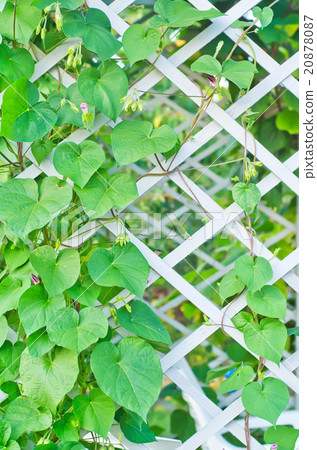 kiwi leaves 20878087