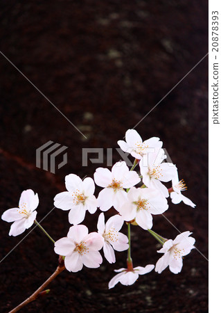 一棵櫻桃樹 20878393