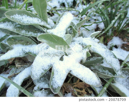 Plants that snow in the morning and freeze in the morning 20878709