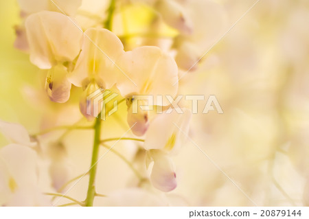 Shirafuji 20879144