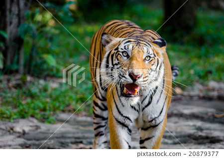 Bengal Tiger Bengal Tiger 20879377