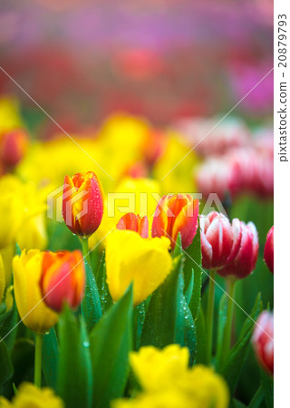 Colorful Tulip garden in morning 20879793