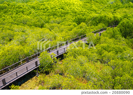 Green forest with path Green forest with path 20880090