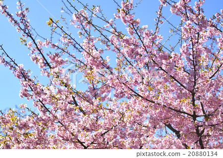 Cherry Blossoms   20880134