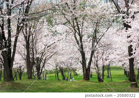Cherry blossoms in full bloom Cherry blossoms in full bloom 20880322
