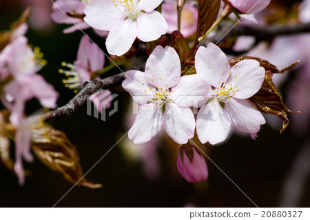 櫻花盛開 櫻花盛開 20880327