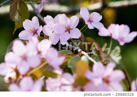 櫻花盛開 櫻花盛開 20880328