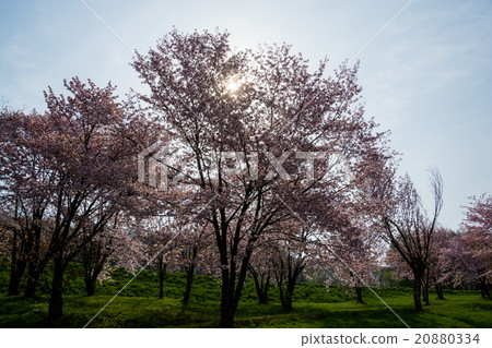 盛開的櫻花樹 20880334
