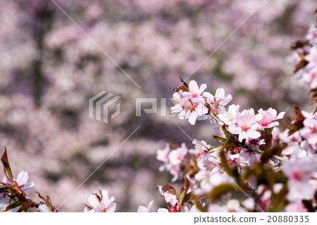 櫻花盛開 櫻花盛開 20880335
