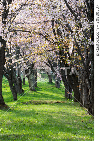 Cherry blossoms are in full bloom 20880337