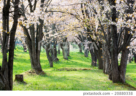 Cherry blossoms are in full bloom 20880338