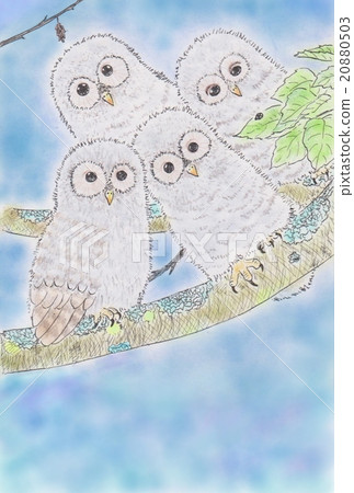 貓頭鷹妹妹 20880503