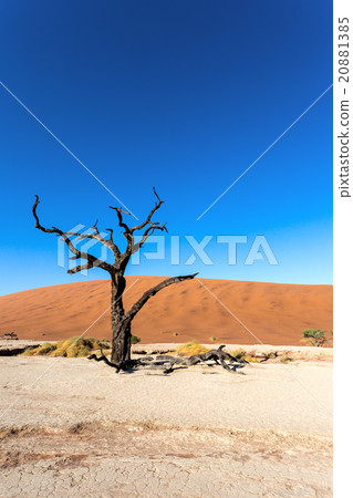 Hidden Vlei in Namib desert Hidden Vlei in Namib desert 20881385
