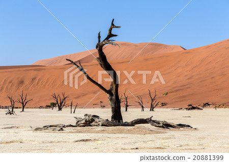 Hidden Vlei in Namib desert 20881399