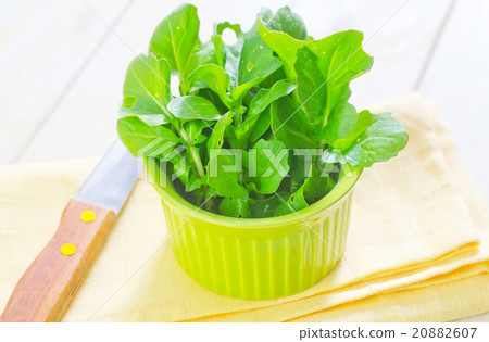 ruccola ruccola 20882607
