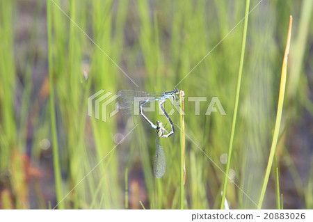 Oseitomo Tombo的男性 20883026