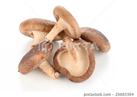 Shiitake 20883304